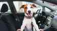 Hond kijkt uit het raam in een frisse auto.